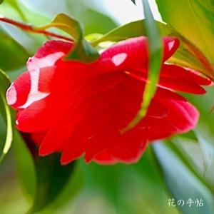 ツバキ　アカスミノクラ（赤角倉）｜花の手帖の椿図鑑