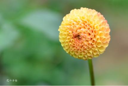 ダリア　グレンバンクハニカム（Glenbank Honeycomb）｜花の手帖の花図鑑