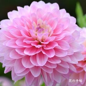 ダリア　キミマチザカ｜花の手帖のダリア図鑑