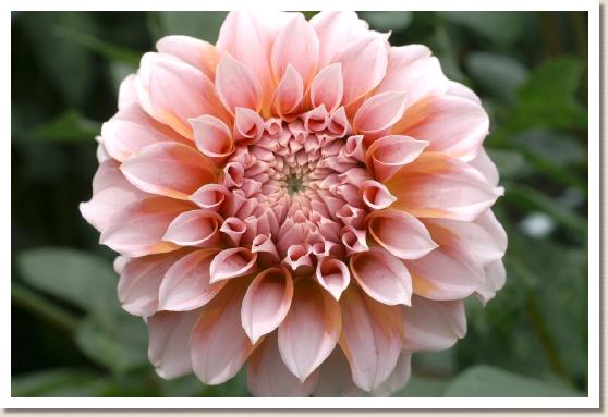 ダリア　ロリポップ