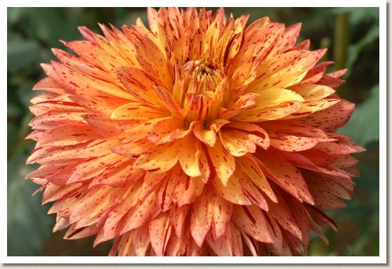 ダリア　ミンガスマリー