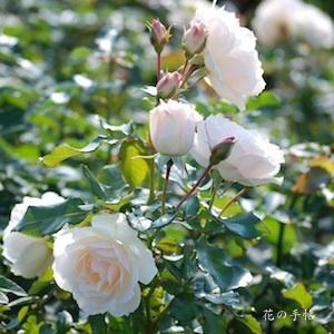 バラ　エーデルワイス（ROSE　Edelweiss）｜花の手帖のバラ図鑑