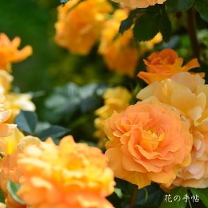 バラ　ゴルデルゼ（ROSE　Goldelse）｜花の手帖のバラ図鑑