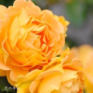 バラ　ゴルデルゼ（ROSE　Goldelse）｜花の手帖のバラ図鑑