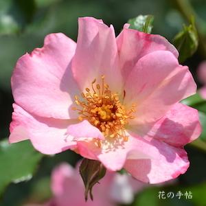 バラ　ホットハナマキ（ホット花巻／Hot Hanamaki）｜花の手帖のバラ図鑑