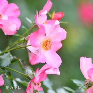 バラ　ホットハナマキ（ホット花巻／Hot Hanamaki）｜花の手帖のバラ図鑑