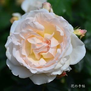 バラ　コスモス（ROSE　Kosmos）｜花図鑑【花の手帖】