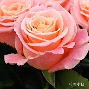 バラ　ミスピギー（Miss Piggy＋）｜花の手帖のバラ図鑑