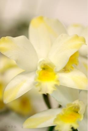 Brassolaeliocattleya Great Hero 'Spring Grand'｜花の手帖のラン図鑑