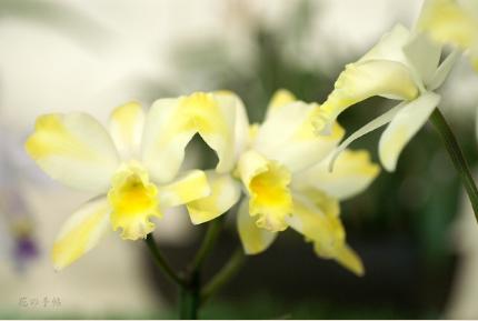 Brassolaeliocattleya Great Hero 'Spring Grand'｜花の手帖のラン図鑑
