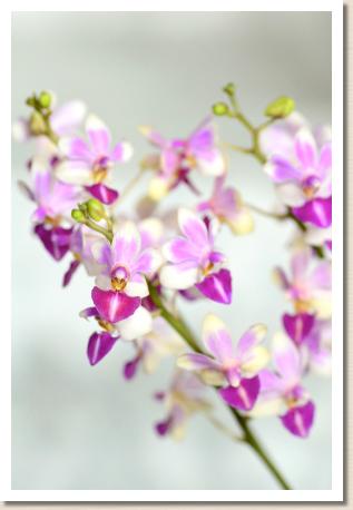 Phalaenopsis Anna-Larati Soekardi 'Hiromi'｜花の手帖のラン図鑑