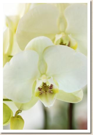 Phalaenopsis EmeraudeK61105-2｜花の手帖のラン図鑑