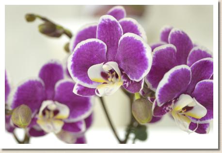 Phalaenopsis Fortune Amar x Happy Amar 'William'｜花の手帖のラン図鑑