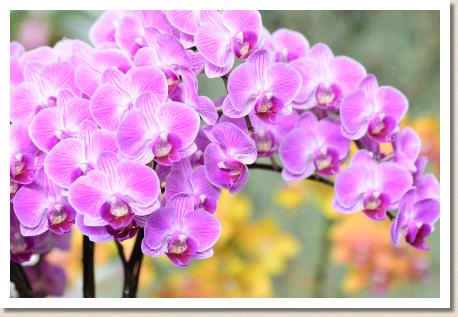 Phalaenopsis Happy Vivien 'Chunli｜花の手帖のラン図鑑