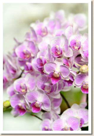 Phalaenopsis Happy Vivien 'Xiaoyu'｜花の手帖のラン図鑑