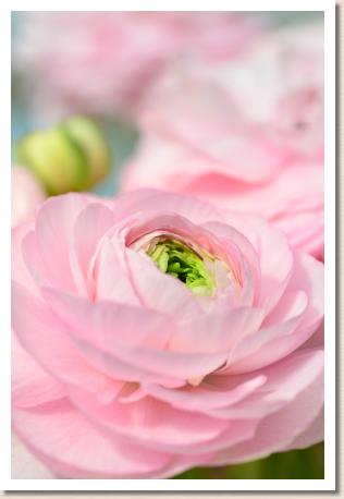ラナンキュラス　エレガンスライトピンク（RANUNCULUS　Elegance Light Pink）｜花の手帖のwebラナンキュラス図鑑