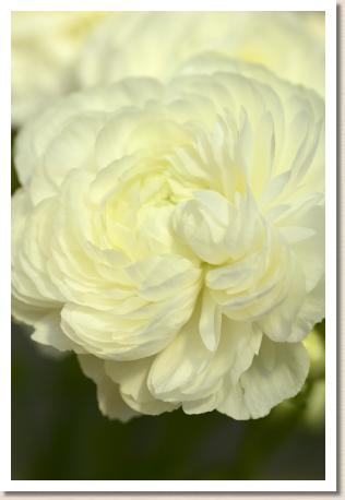 ラナンキュラス　エレガンスホワイト（RANUNCULUS　Elegance White）｜花の手帖のwebラナンキュラス図鑑