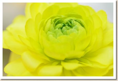 ラナンキュラス　エレガンスイエロー（RANUNCULUS　Elegance Yellow）｜花の手帖のwebラナンキュラス図鑑