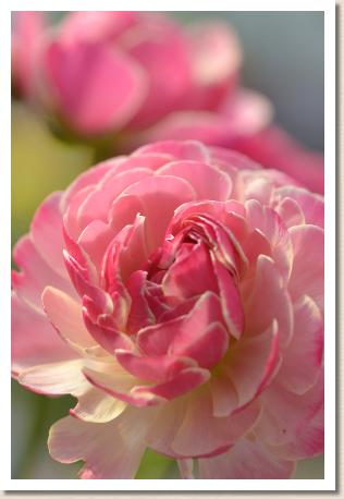 ラナンキュラス　ピンクキンギョ（RANUNCULUS　Pink Kingyo）｜花の手帖のwebラナンキュラス図鑑