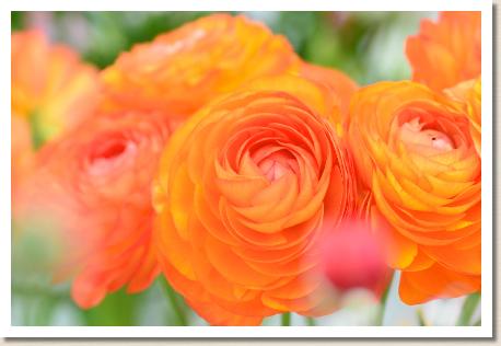 ラナンキュラス　エム オレンジ（RANUNCULUS　M-Orange）｜花の手帖のwebラナンキュラス図鑑