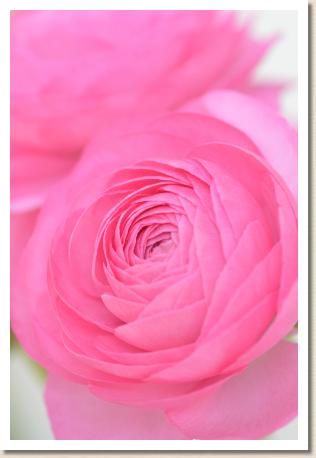 ラナンキュラス　エム ピュアピンク（RANUNCULUS　M-Pure Pink）｜花の手帖のwebラナンキュラス図鑑