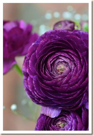 ラナンキュラス　エム パープル（RANUNCULUS　M-Purple）｜花の手帖のwebラナンキュラス図鑑