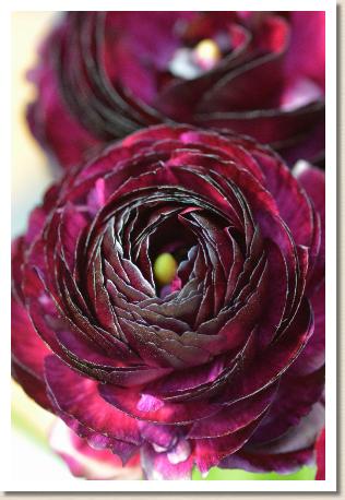 ラナンキュラス　パープル（RANUNCULUS　Purple）｜花の手帖のwebラナンキュラス図鑑