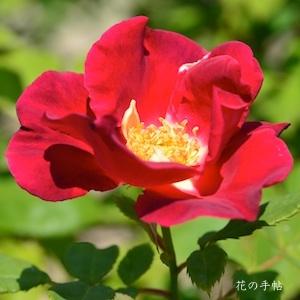 バラ　レッドコート（Red Coat）｜花の手帖のバラ図鑑
