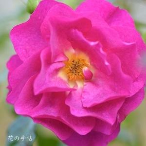 バラ　アダムスローズ（Adam's Rose）｜花の手帖のバラ図鑑