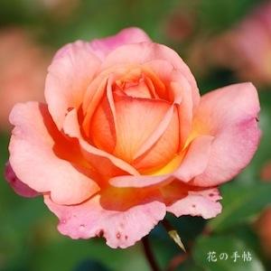 バラ　アルブレヒト デューラー ローズ｜花の手帖のバラ図鑑