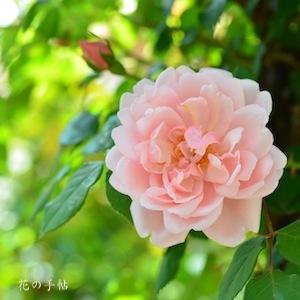 バラ　アルベルティーヌ｜花の手帖のバラ図鑑