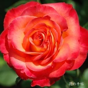 バラ　アリンカ（ROSE　Alinka）｜花の手帖のバラ図鑑