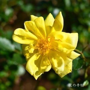 バラ　オールゴールド（Allgold）｜花の手帖のバラ図鑑