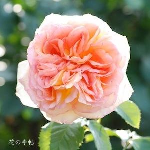 バラ　アルフォンス ドーデ｜花の手帖のバラ図鑑