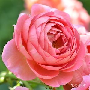 バラ　アマンディーン シャネル　（Amandine Chanel）｜花の手帖のバラ図鑑