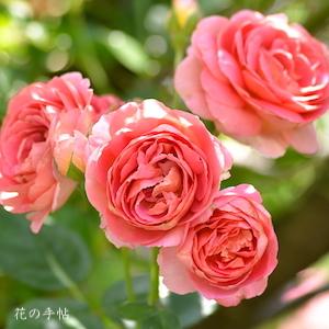 バラ　アマンディーン シャネル　（Amandine Chanel）｜花の手帖のバラ図鑑