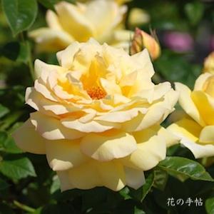 バラ　アマツオトメ（天津乙女)｜花の手帖のバラ図鑑