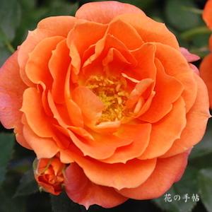 バラ　アンバー メイアンディナ｜花の手帖のバラ図鑑