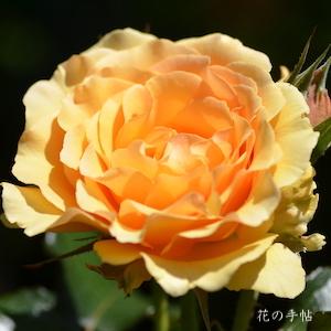 バラ　アンバー クィーン（ROSE　Amber Queen）｜花の手帖のバラ図鑑