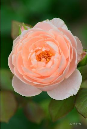 バラ　アンブリッジローズ（ROSE　Ambridge Rose）｜花の手帖のバラ図鑑