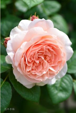 バラ　アンブリッジローズ（ROSE　Ambridge Rose）｜花の手帖のバラ図鑑