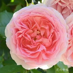 バラ　アミ ロマンティカ（Amie Romantica）｜花の手帖のバラ図鑑