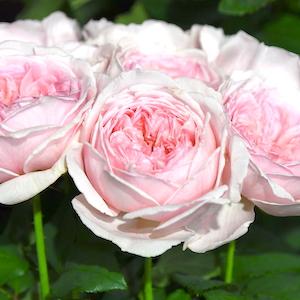 バラ　アミ ロマンティカ（Amie Romantica）｜花の手帖のバラ図鑑