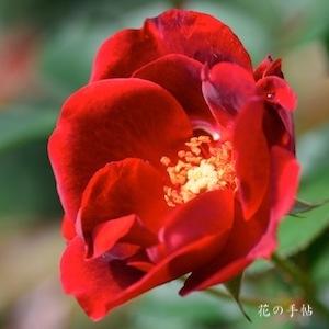 バラ　アンダルシアン｜花の手帖のバラ図鑑