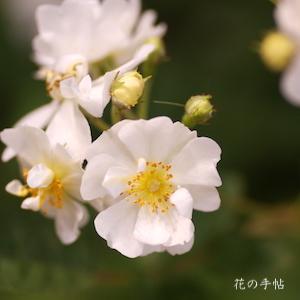 バラ　エンジェルローズ｜花の手帖のバラ図鑑