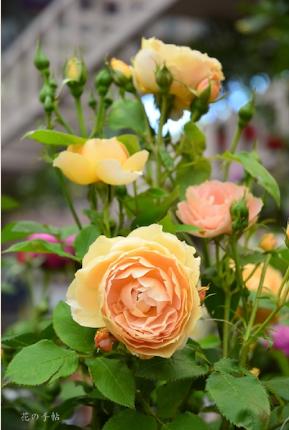 バラ アン 杏 Rose Ann フロリバンダ 00品種以上の薔薇を作出者 交配親などのデータと美しい写真で紹介する花の手帖のwebバラ図鑑