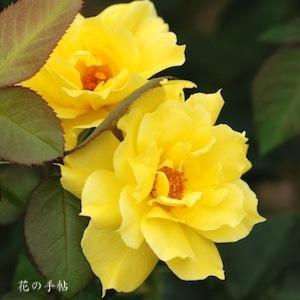 バラ　アンソニー メイアン｜花の手帖のバラ図鑑