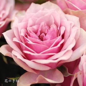 バラ　アンティーク ブーケ｜花の手帖のバラ図鑑