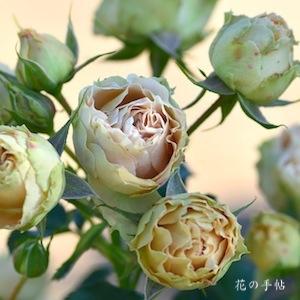 バラ　アンティーク レース（Antique Lace）｜花の手帖のバラ図鑑