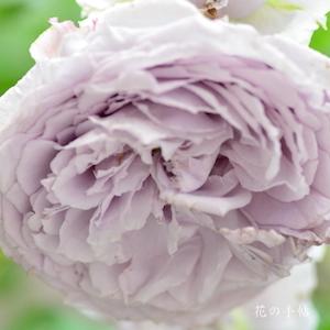 バラ　アンティーク ウォッチ｜花の手帖のバラ図鑑